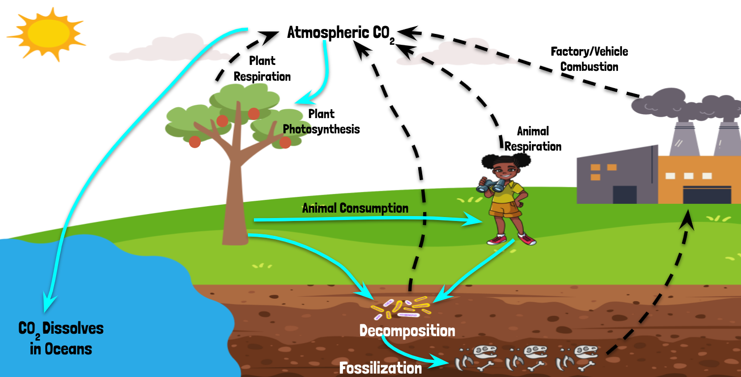 The Carbon Cycle Game CRSci